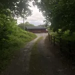 Red Squirrel