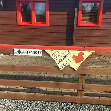 Red Squirrel * Galway