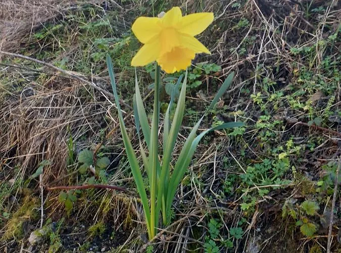 Domek alpejski Red Squirrel *