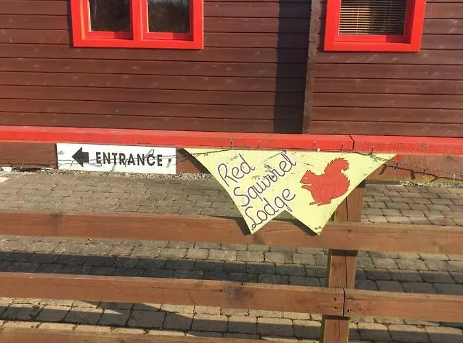 Red Squirrel * Galway